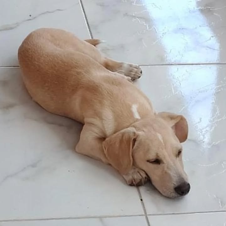 Adopción perrito salchicha en Risaralda 