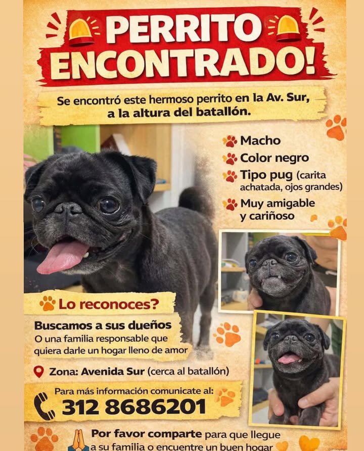Perrito Encontrado en Avenida Sur 