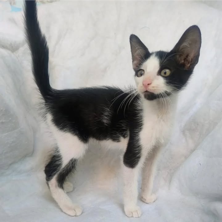 Adopción de gatos en La Victoria, Valle 