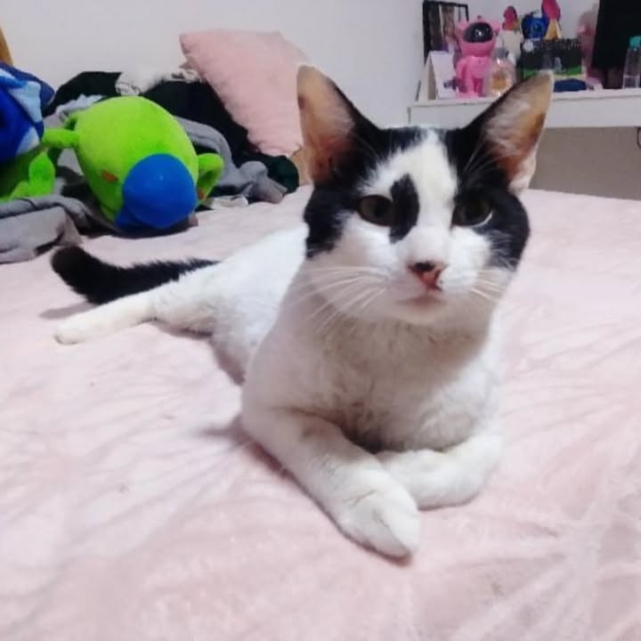 Gato en adopción en Risaralda, Colombia 