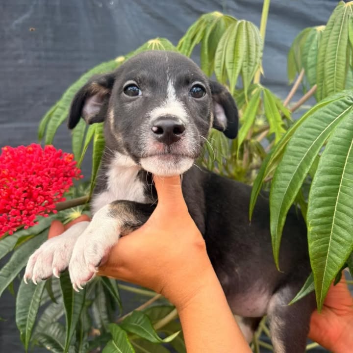 Adopción de cachorros en Risaralda 