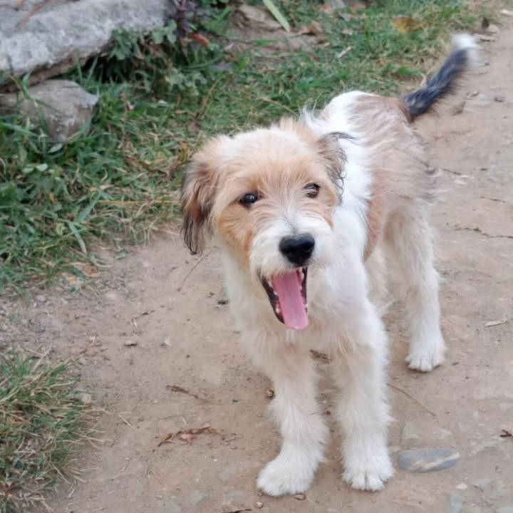 Adopción de cachorras en La Victoria, Valle 