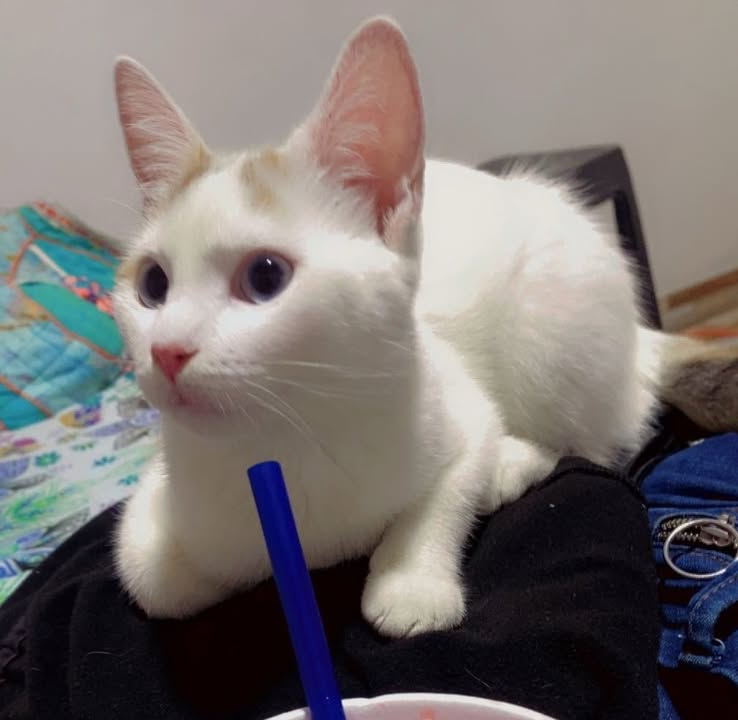 Gatita en adopción en Risaralda 