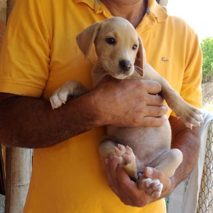 Adopción de Perros en Risaralda, Colombia 