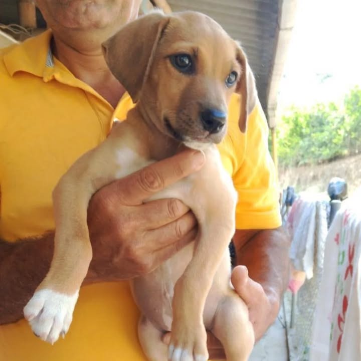 Adopción de Perros en Risaralda, Colombia 