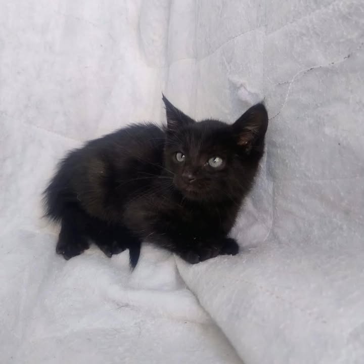 Adopción de gatos en La Victoria, Valle 