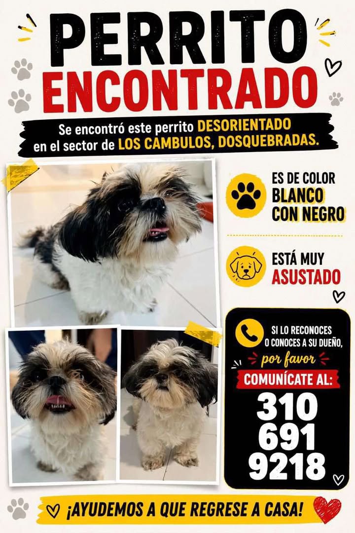 Perrito encontrado en Dosquebradas, Risaralda 