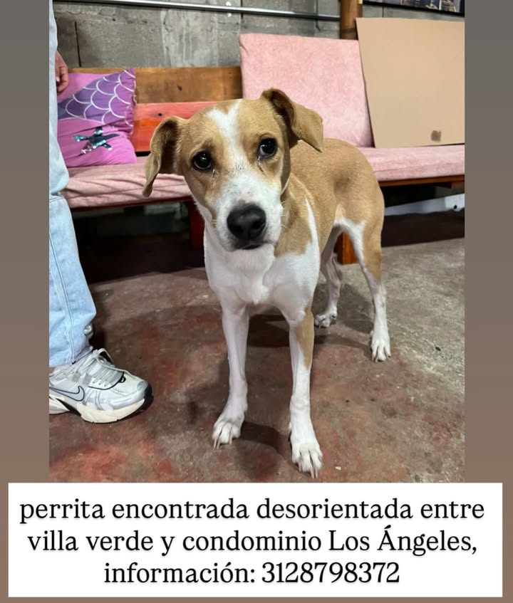 Perro encontrado en Villa Verde y Condominio Los Ángeles 