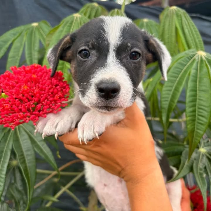 Adopción de cachorros en Risaralda 
