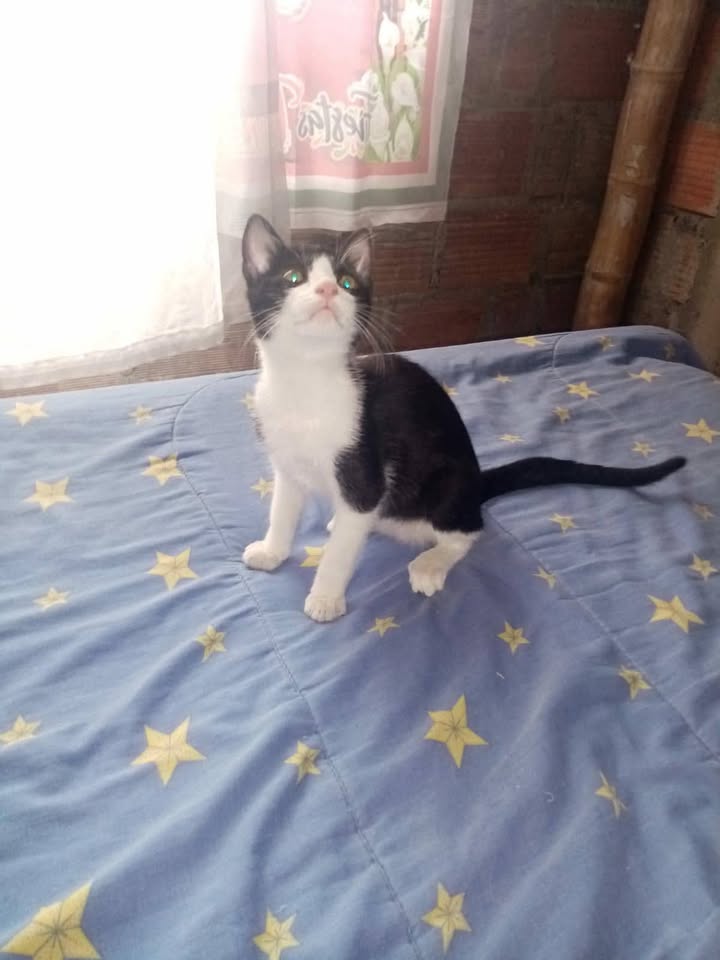 Gaticos en adopción en Risaralda 