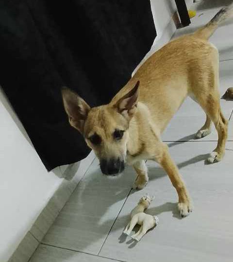 Adopción de Perrita en Risaralda 