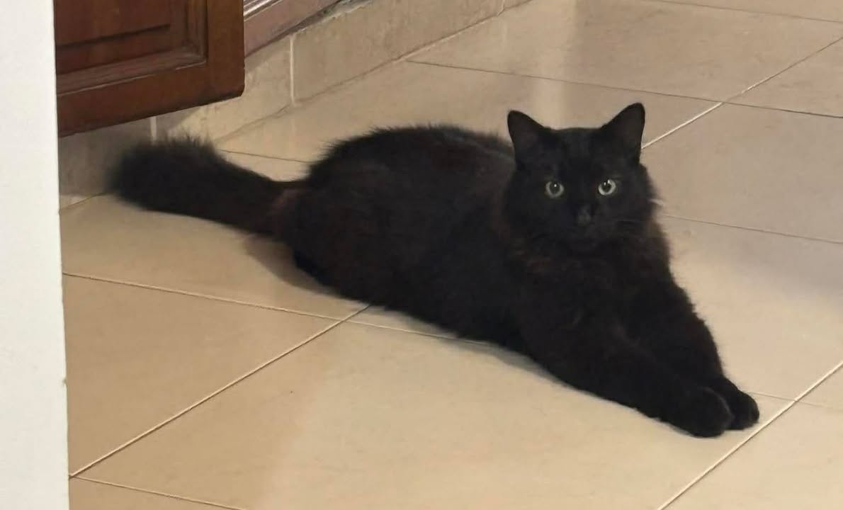 Adopción de Gato en Risaralda 