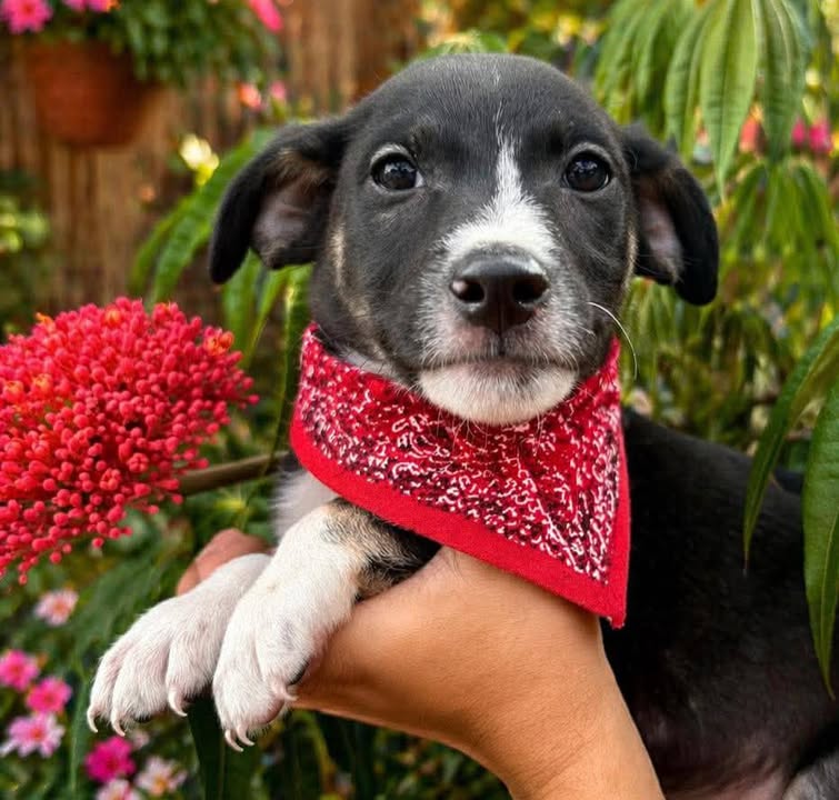 Adopción de Perros en Risaralda 