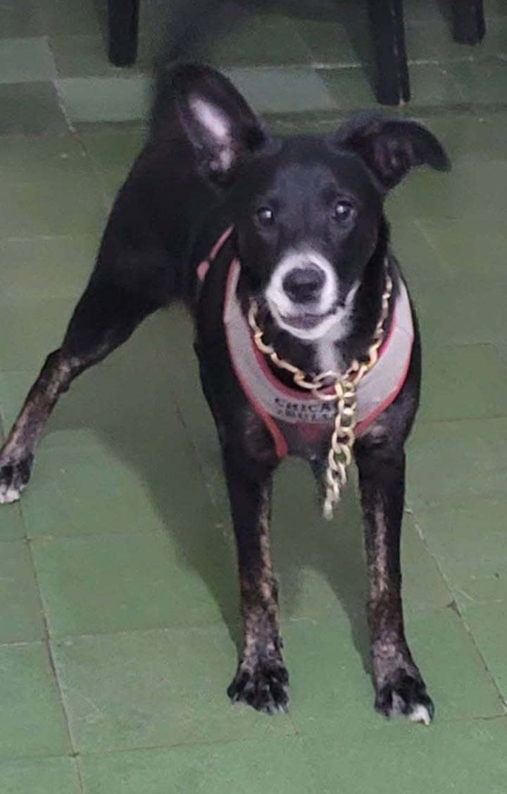 Adopción de Perro en Risaralda 