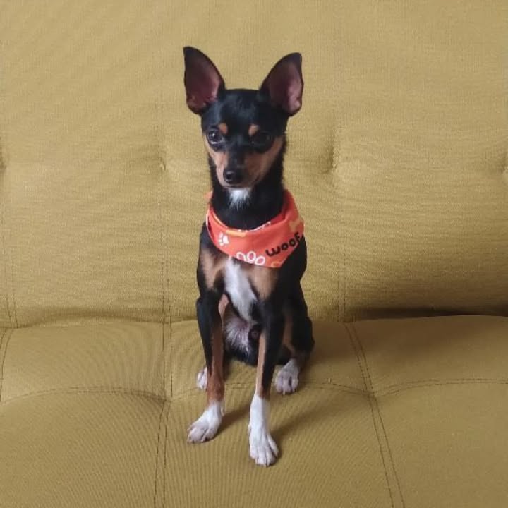 Pincher en adopción 