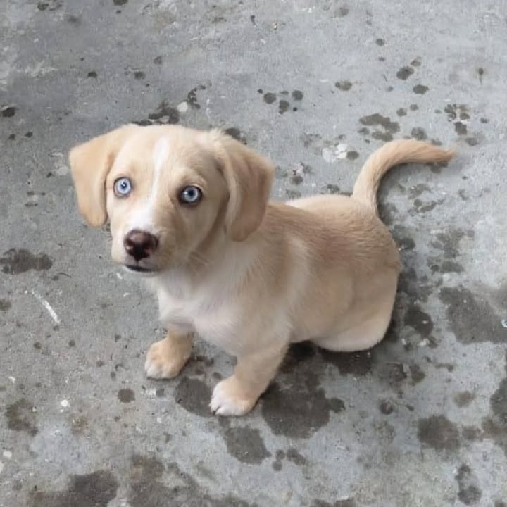 Cachorritas en adopción 