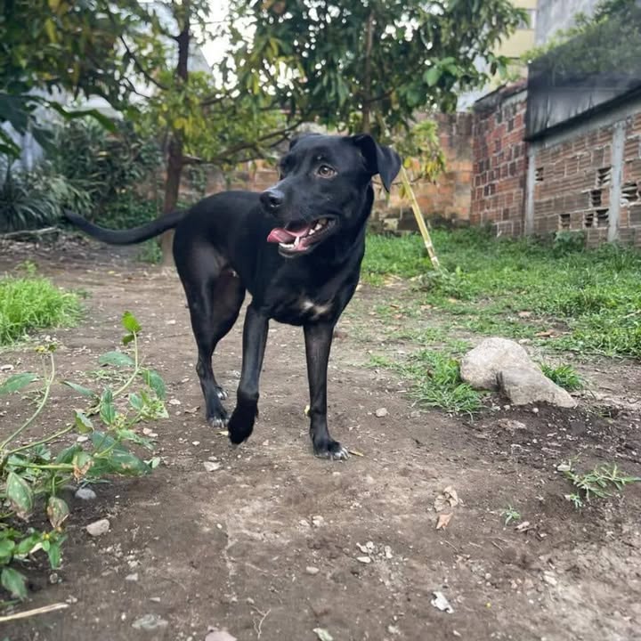 Perra en adopción en Santa Rosa de Cabal 