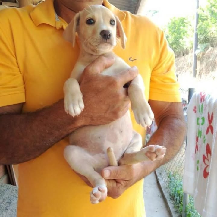 Adopción de Perros en Risaralda, Colombia 