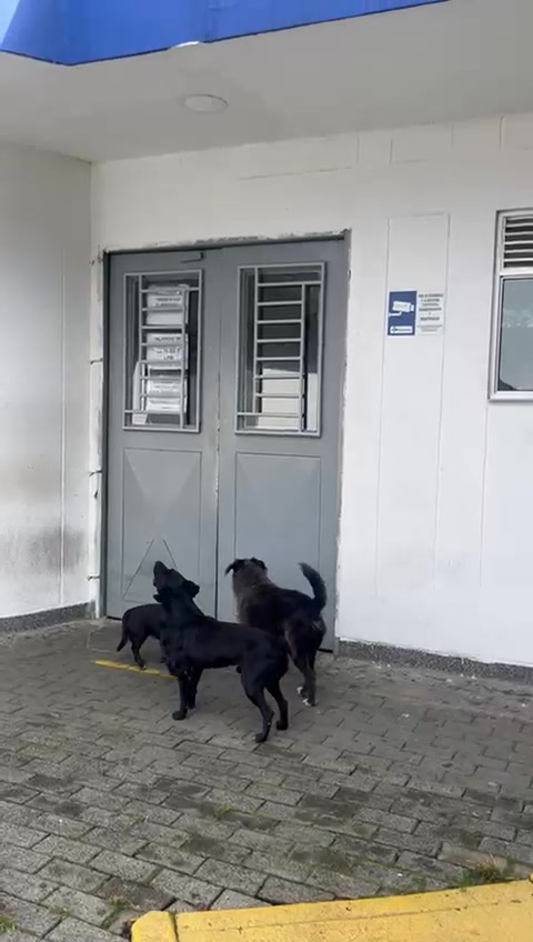 Perros Necesitan Ayuda - Urgente 