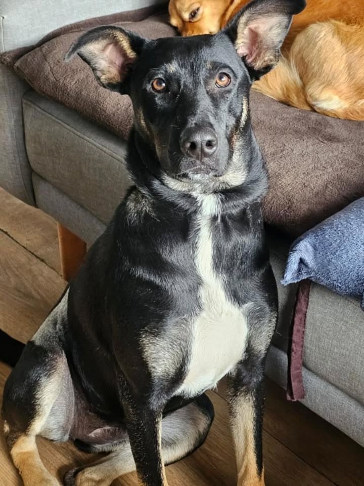 Adopción de Perro en Risaralda, Colombia 