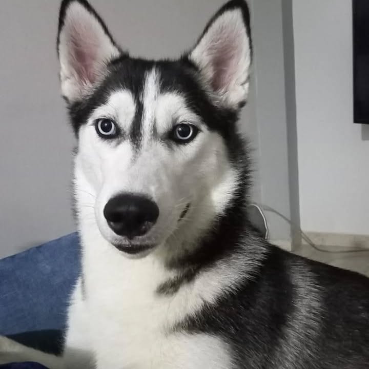 Adopción de Perro en Risaralda 