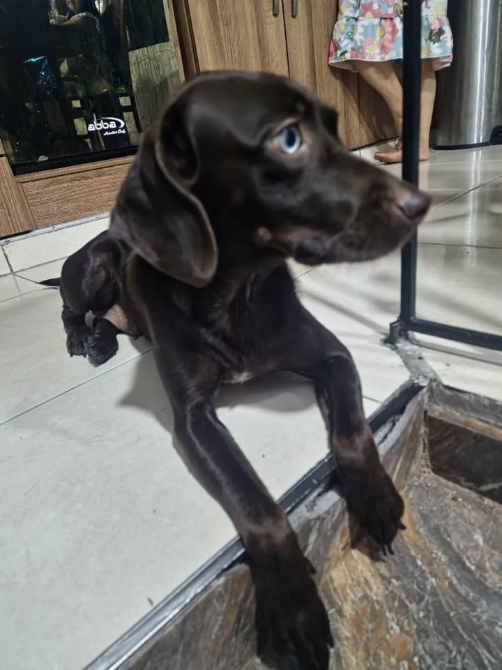 Adopción de perro hembra en Risaralda, Colombia 