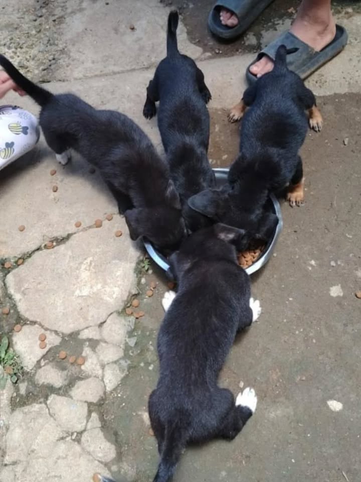 Adopción de cachorros en Risaralda 