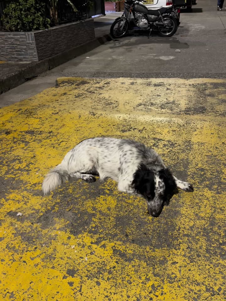 Perro encontrado en Los Sauces, Risaralda 