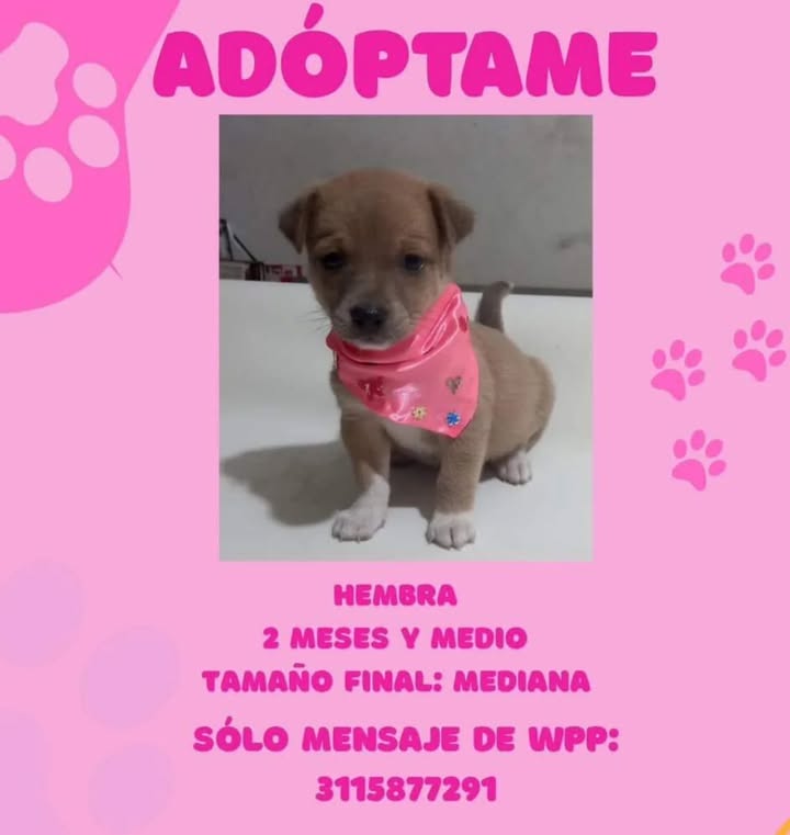 Adopción de Cachorro en Risaralda, Colombia 