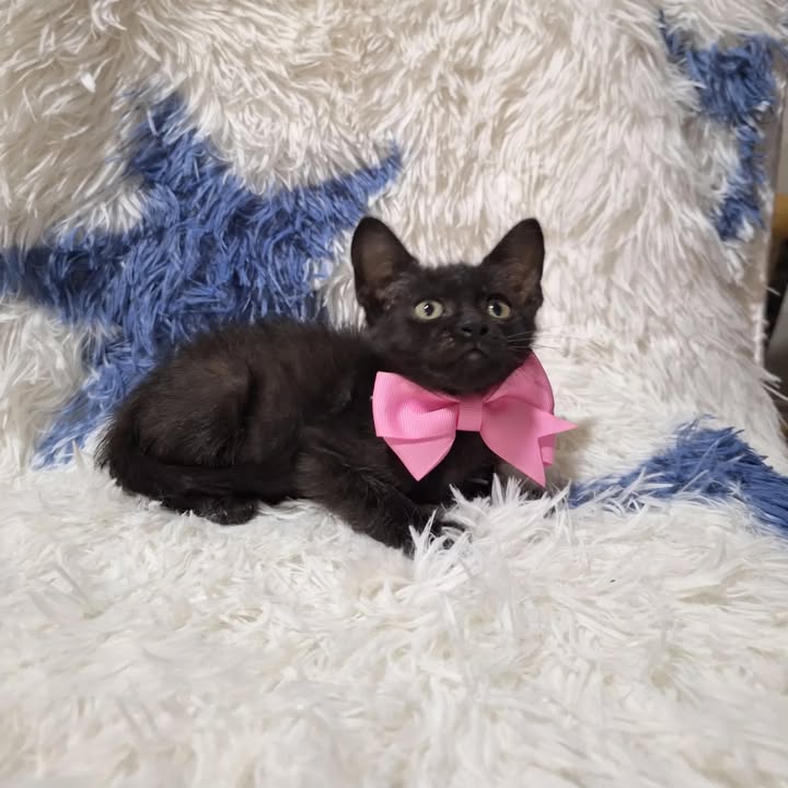 Gaticos en adopción responsable en Risaralda 