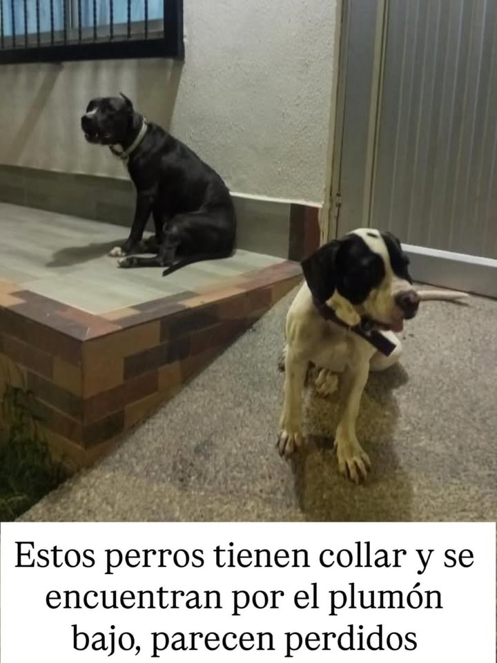 Perros encontrados en Risaralda 