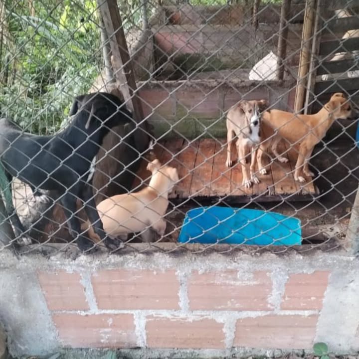 Adopción de cachorros en Pereira 