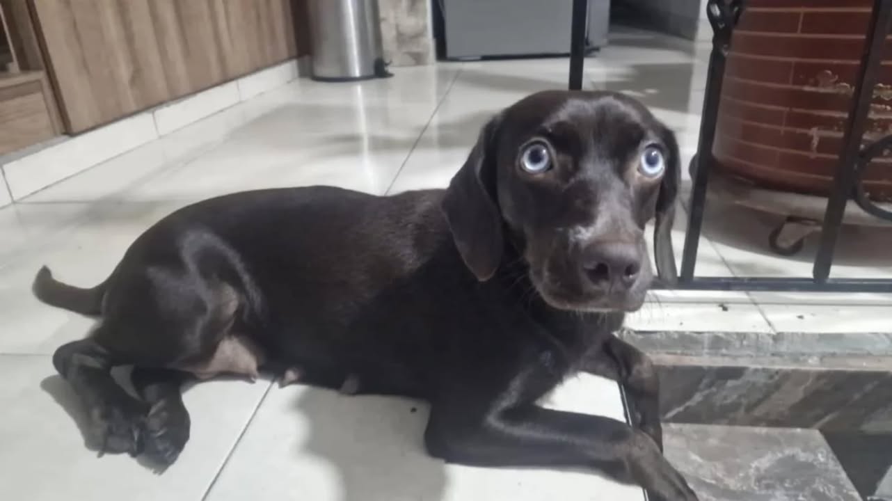 Adopción de perro hembra en Risaralda, Colombia 