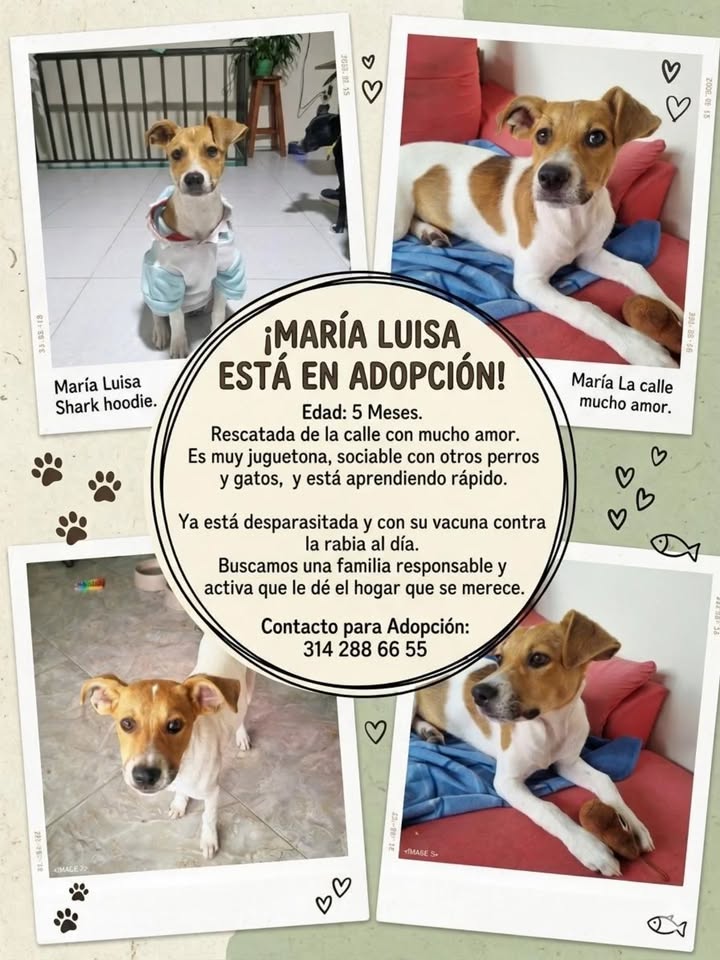 Adopción de Perro en Risaralda 