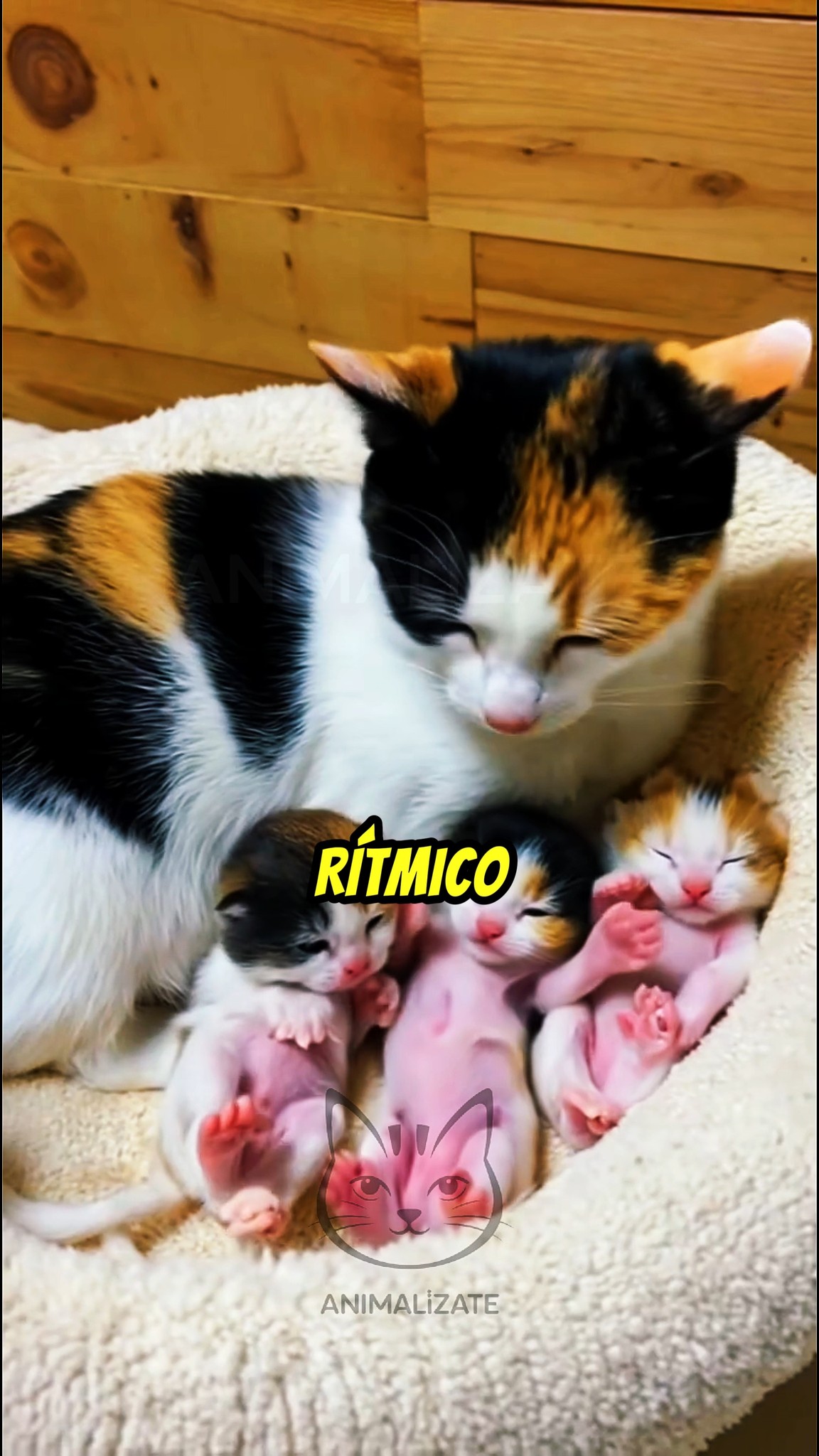 Adopción gatitos en Bogotá 