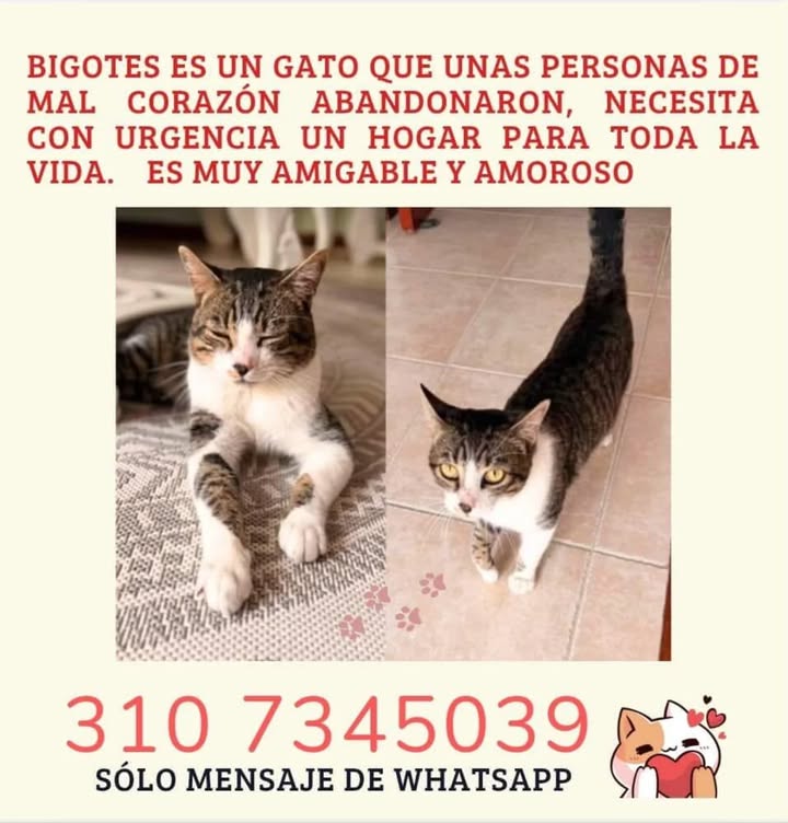 Gato en adopción Risaralda 