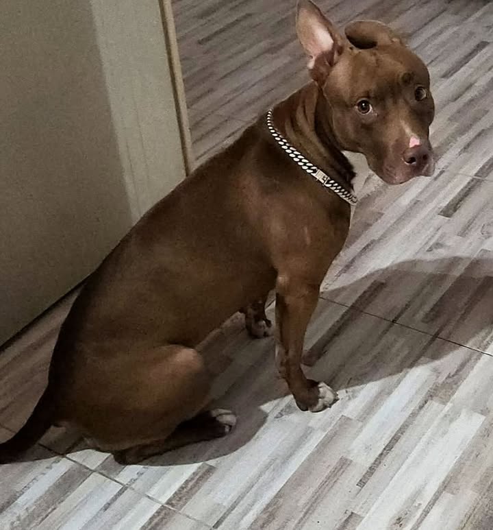 Adopción de Perro en Risaralda 