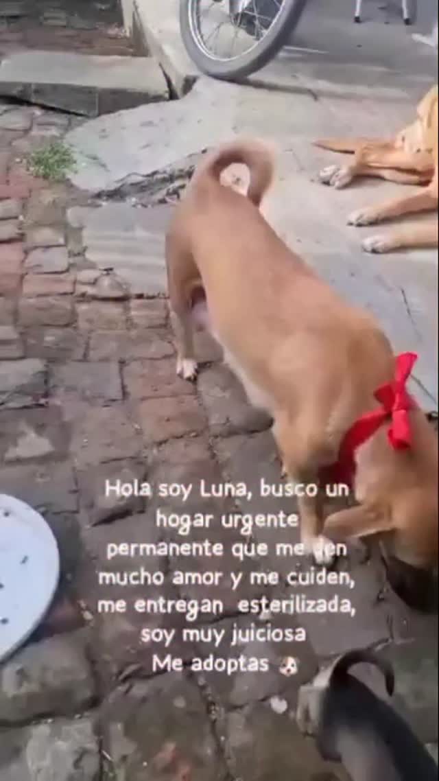 Adopción canina en Risaralda 