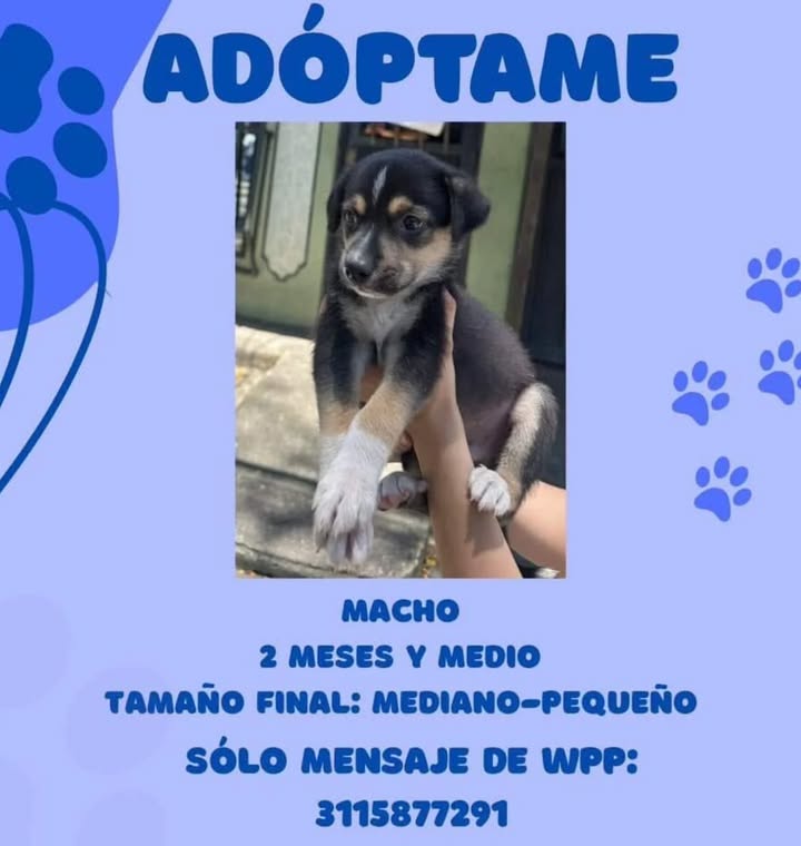 Adopción de Cachorro en Risaralda, Colombia 