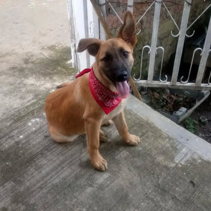 Adopción de cachorros en Risaralda 