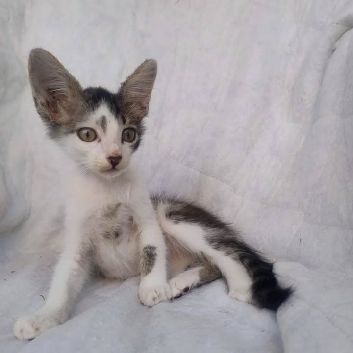Adopción de gatos en La Victoria, Valle 
