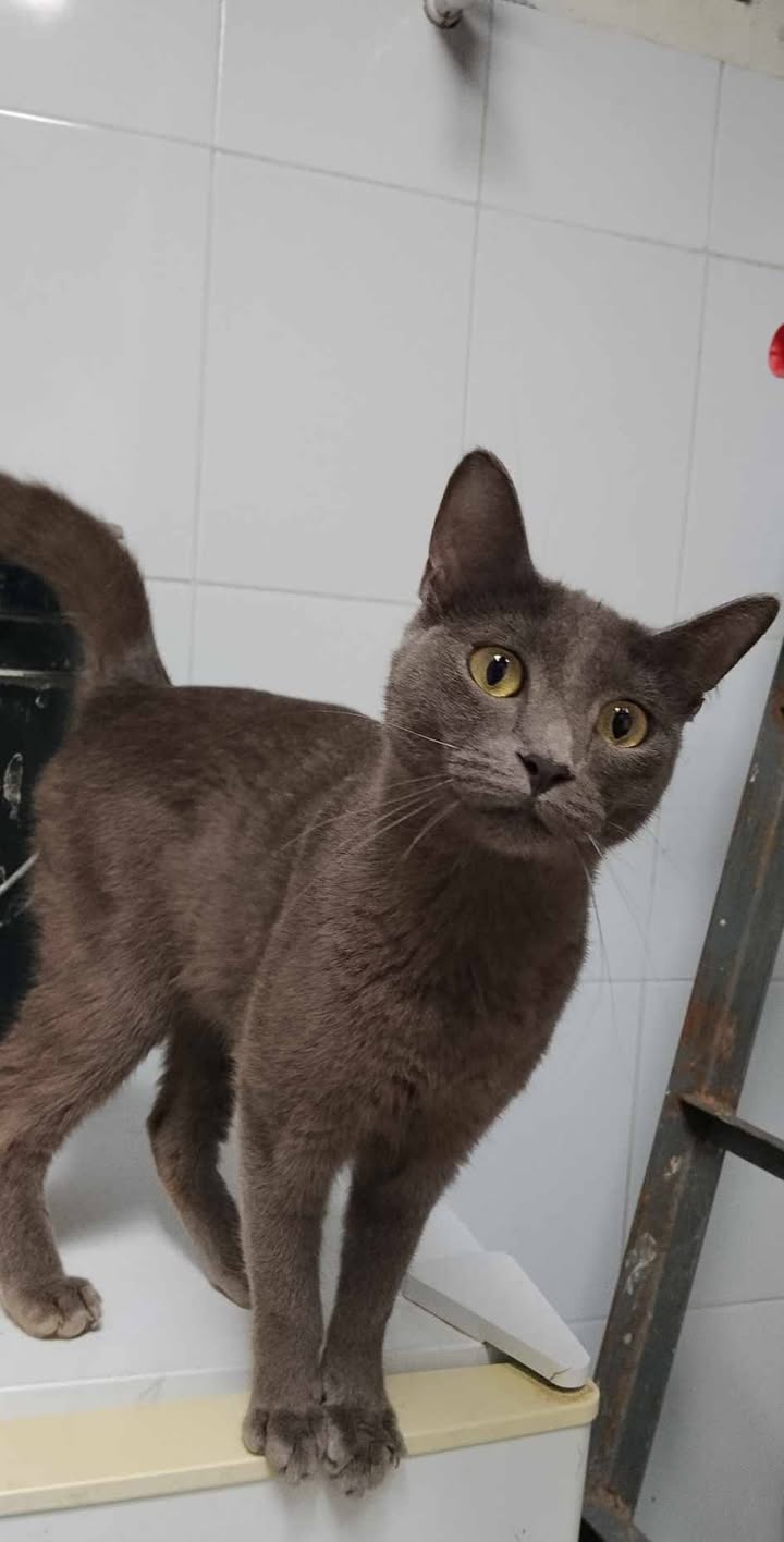 Adopción de Gaticas en Risaralda 