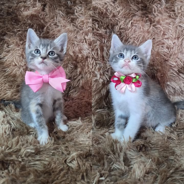 Gatitas en adopción en Risaralda 