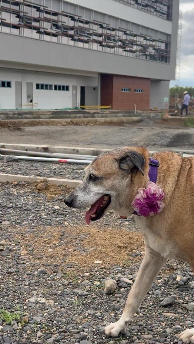 Paloma, adoptada en Risaralda, Colombia 