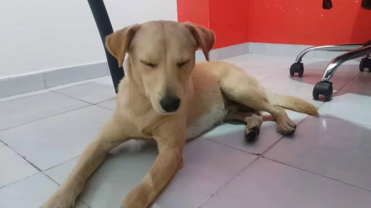 Perro en adopción en Risaralda 