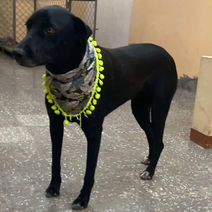 Perra en adopción en Santa Rosa de Cabal 