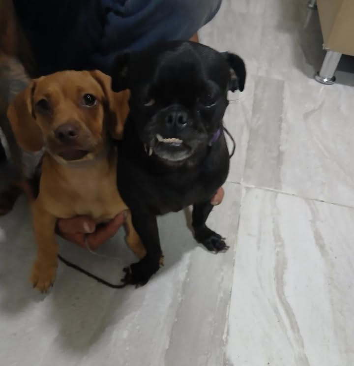 Perros encontrados en Cuba, Risaralda 