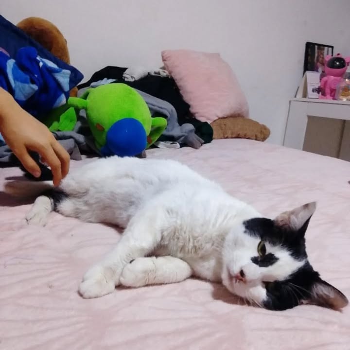 Gato en adopción en Risaralda, Colombia 
