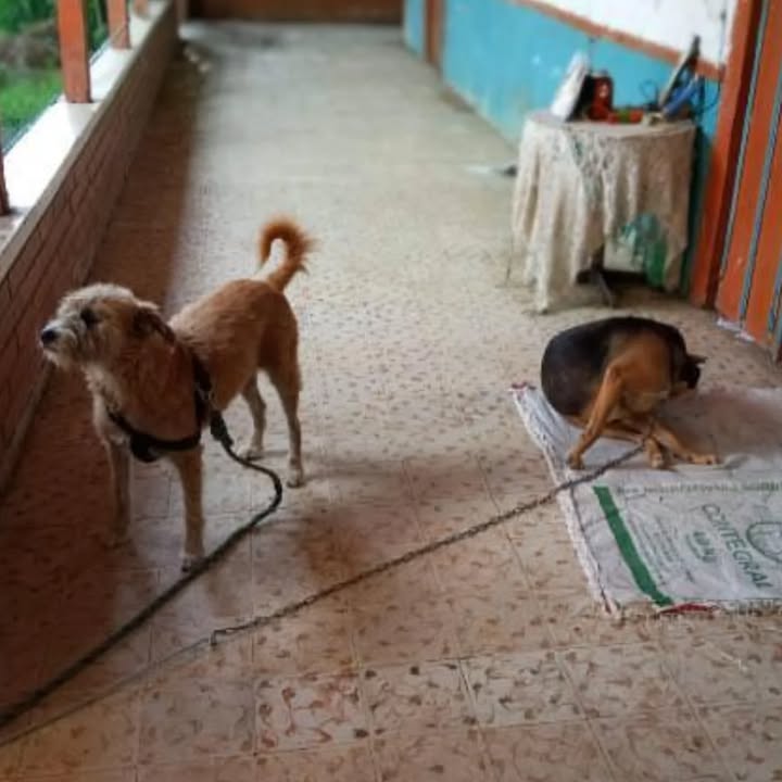 Adopción de perros en Risaralda 