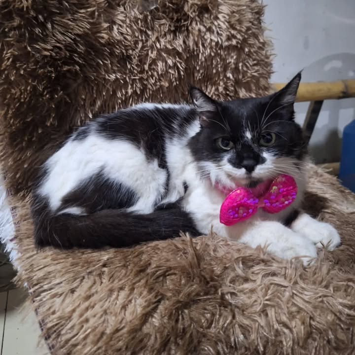 Adopción de Gato en Risaralda 